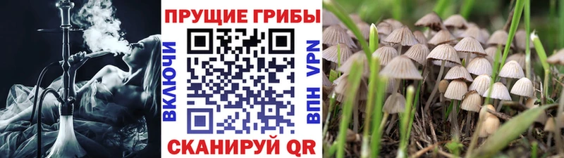Галлюциногенные грибы Psilocybine cubensis  блэк спрут онион  Любань  где продают  